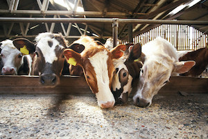 BinSentry Raises $7.7M to Help Feed Mills and Livestock Producers Manage Feed