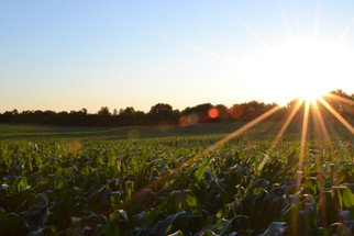 U.S. Organic Field Crop Acreage Grows, Non-GMO Acreage Declines
