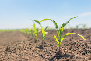 USDA Announces Final Biotechnology Regulation Update