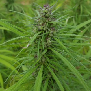 Hemp: An Investment Door Has Opened