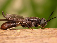 ADM, Cargill Newest Investors in Insect Protein Company Innovafeed
