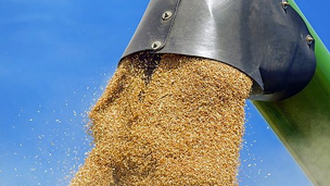 Need for Speed: Commodity Futures and Cash Grain Markets in the Era of Technology and AI