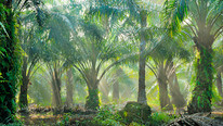 Calyxt Partnership Developing Soy-Based Alternative to Palm Oil
