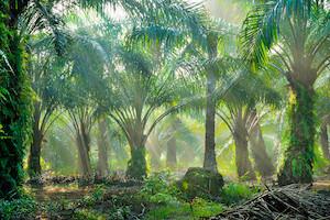 Sri Lanka Bans Palm Oil, Orders Plantations to Uproot Trees