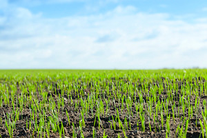 BASF, PowerPollen Collaborate to Advance Hybrid Wheat Development