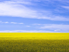 BASF Expands High Oleic Canola Footprint with Acquisition of Cargill Facility