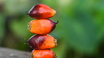 Labor Shortage, Low Yields Are Bringing Palm Oil Production to Five-Year Low in World's Second Large