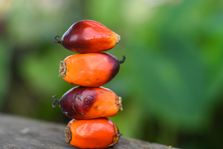 Cargill is Building a $200M Sustainable Palm Oil Refinery in Indonesia