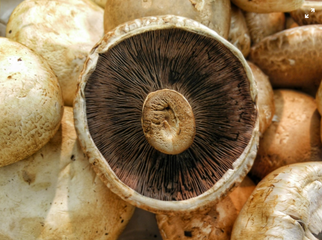 Startup Looking to Replace Palm Oil with Fungi