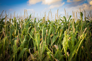 Despite Historically Low Prices, U.S. Farmers Expanding Corn, Soy Acres