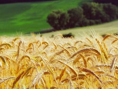 IP-Focused Agtech Company is Unlocking the Future for Grains, Pulses, and Root Vegetables