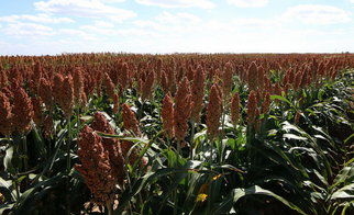 Australian, Argentinian Farmers First to Get Herbicide-Tolerant Sorghum