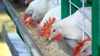 Cargill, Continental Grain to Acquire Chicken Producer Sanderson Farms For $4.3B