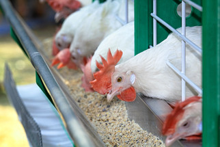Cargill, Continental Grain to Acquire Chicken Producer Sanderson Farms For $4.3B