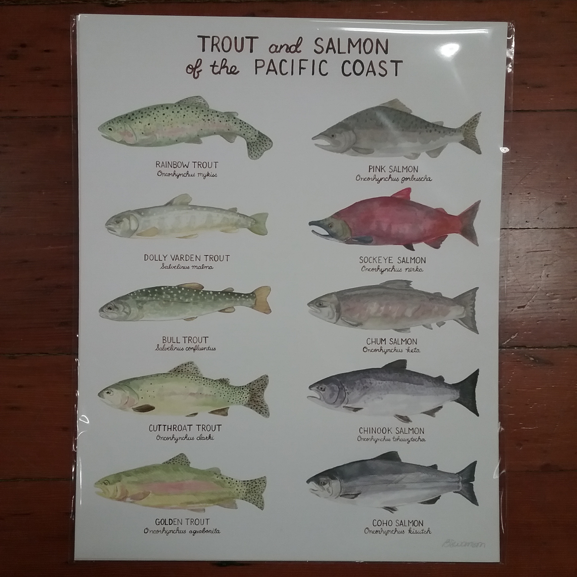 Trout and Salmon Print
