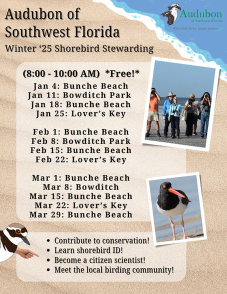 Winter Shorebird Stewardship Dates Set