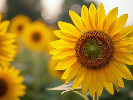 Expert Guide to Sunflower Planting: Tips and Best Practices