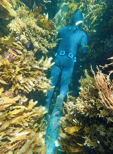 Blueback Freedive Golden Kelp_edited.png