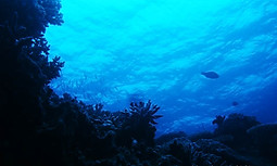 KOA GBR Australia Coral Garden 1 TD - Co