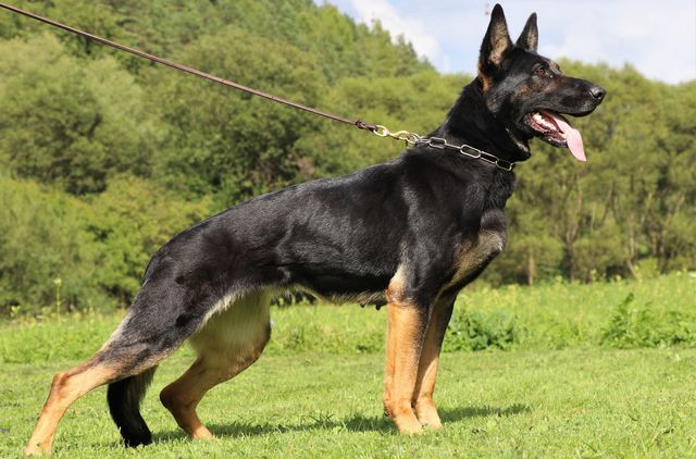 Canine Coach and Wellness, LLC - Image 1