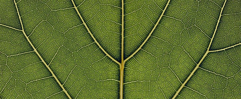 leaf-1920x790.jpeg