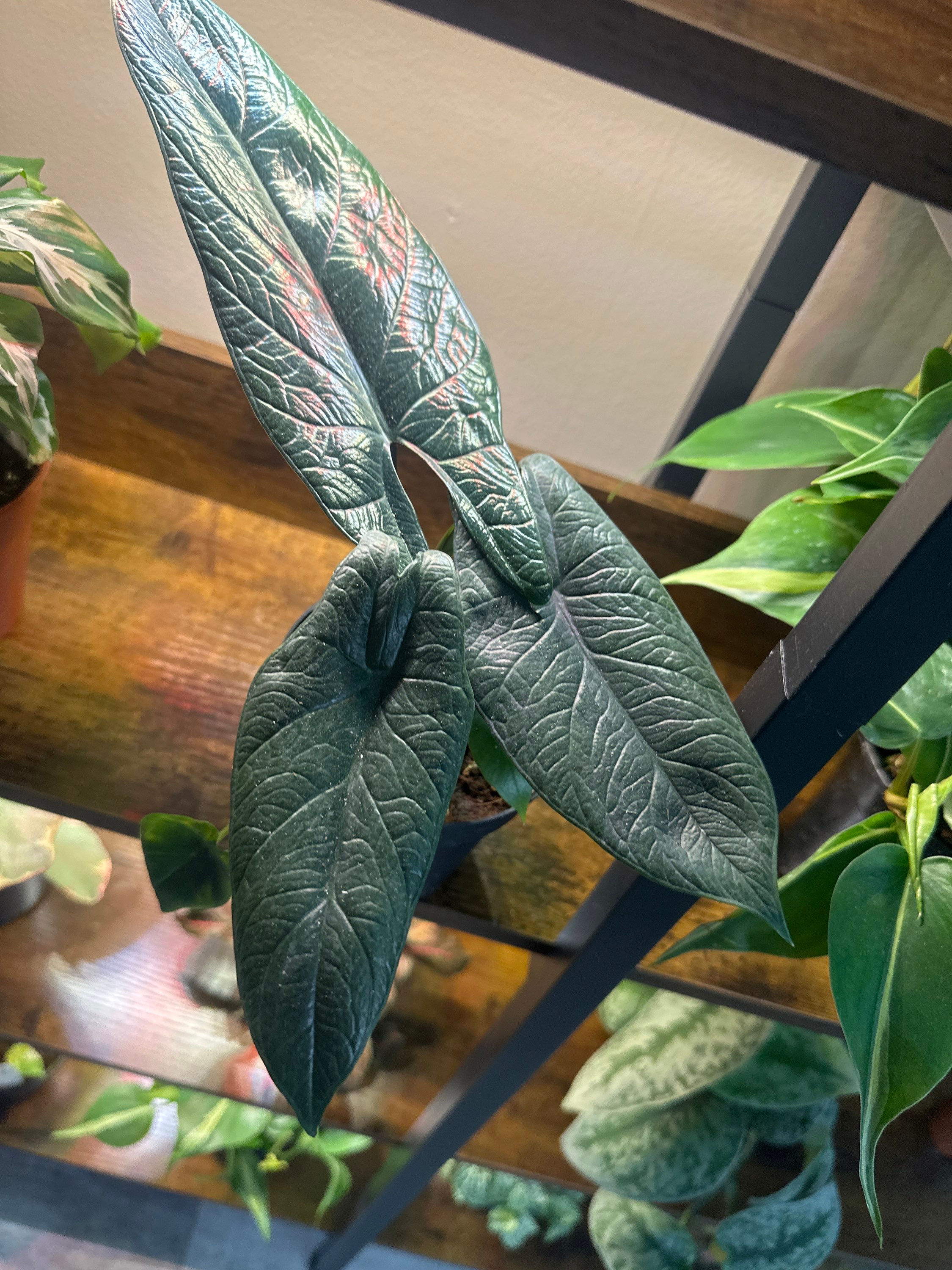 Alocasia Scalprum - 4"