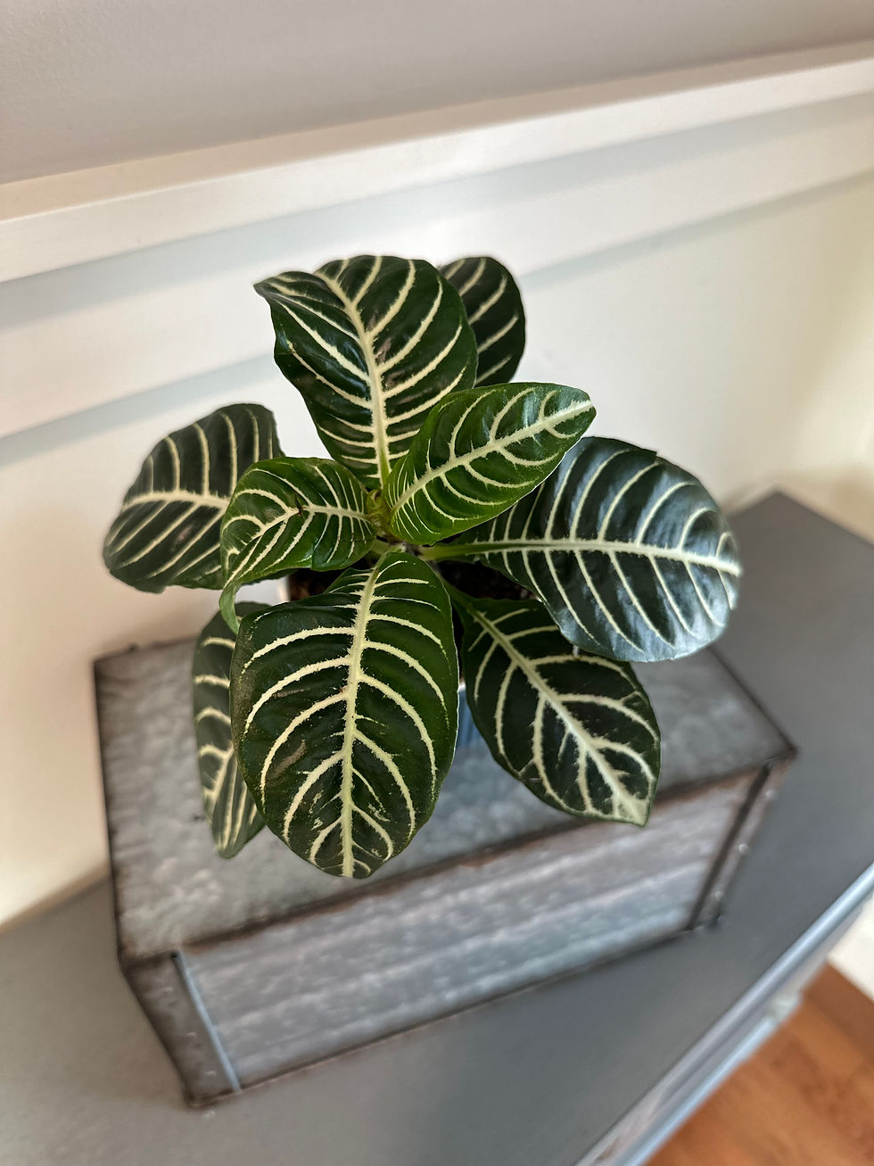 Aphelandra - Zebra