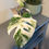 Thumbnail: Monstera Albo Rooted - 2 Leaf