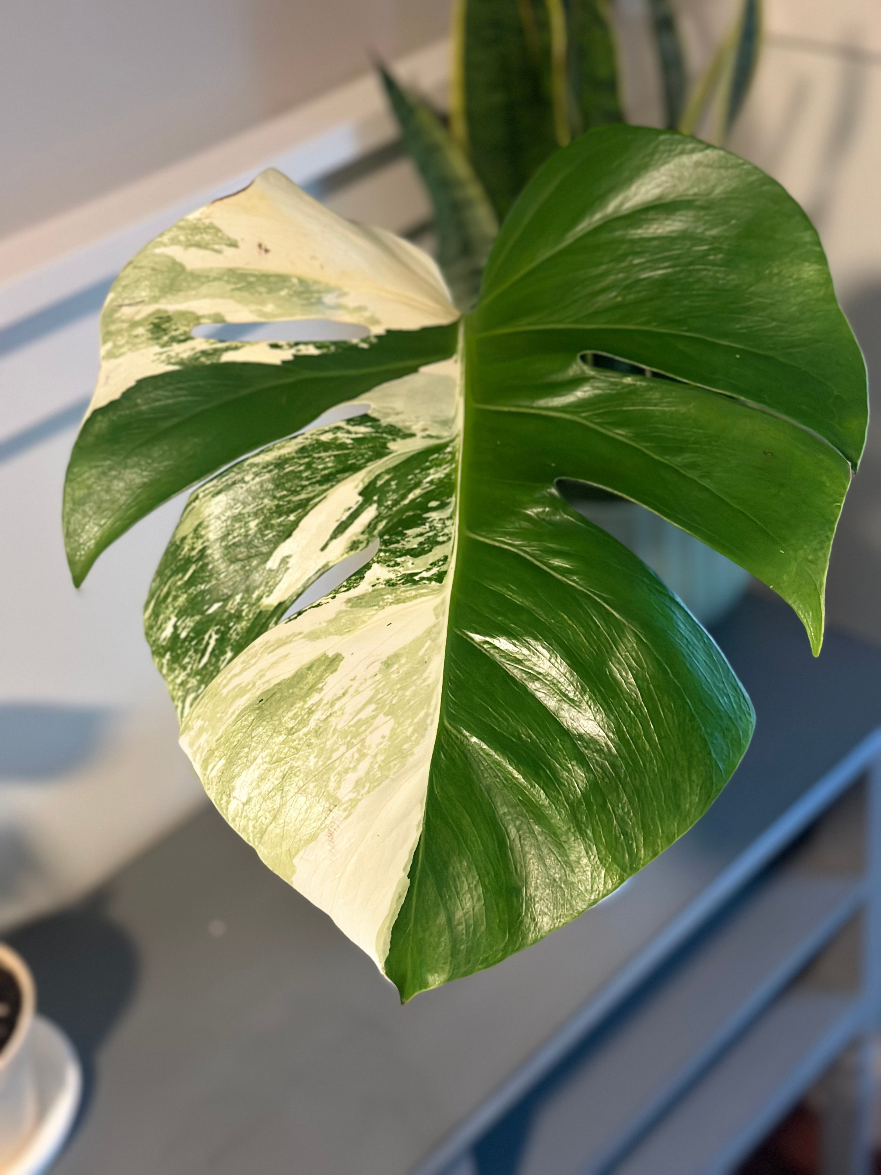 Monstera Albo Rooted - 1 Leaf