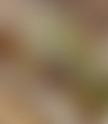 BBQ Chicken SALADWITH Gorgonzola Cheese