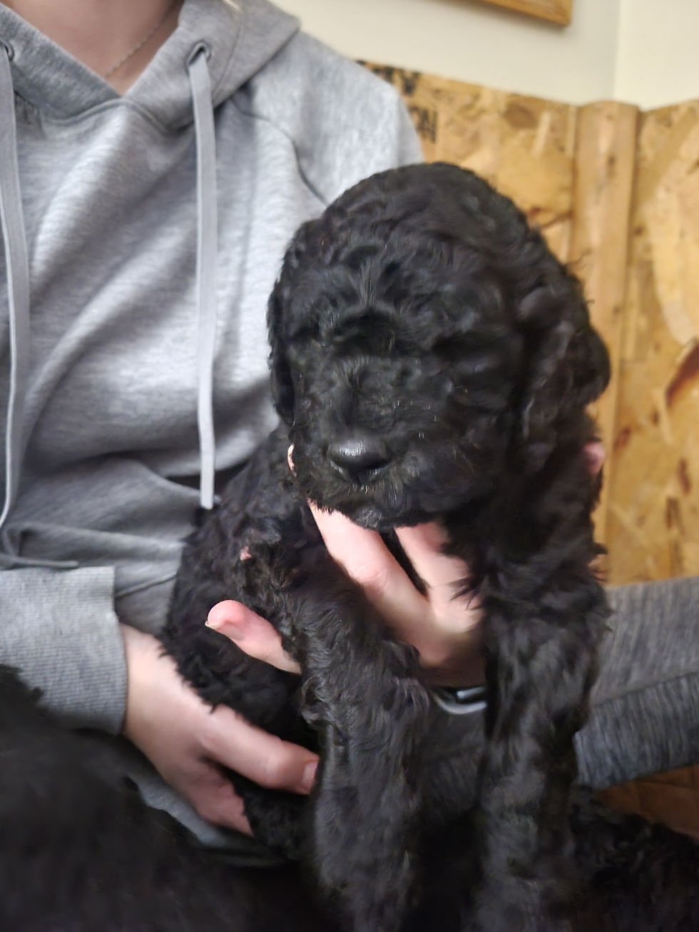 Black F1b Goldendoodle Male- Black Panther
