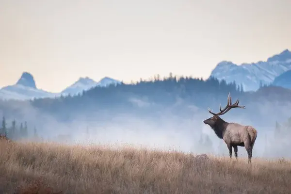 depositphotos_386528228-stock-photo-bull-elk-rut.jpg