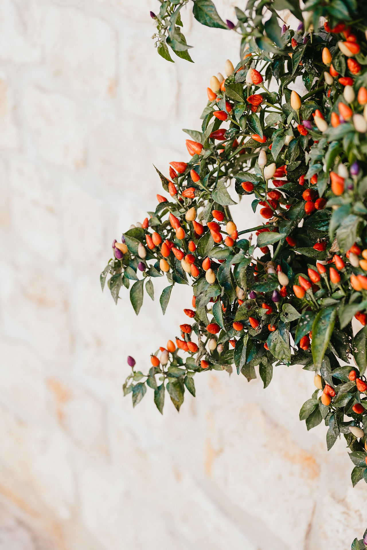 italian flowers