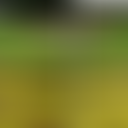 Weekly Saturday Cleanup 11/7/20 