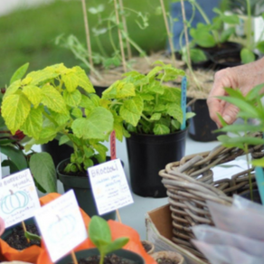 Tree Giveaway and Plant Swop