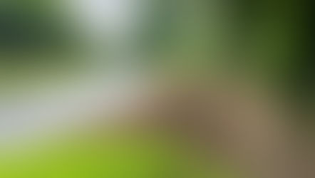 FCC Approach Road Planting