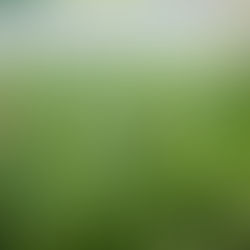 A new addition to the flower borders