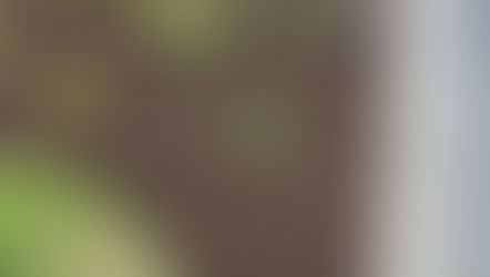 College Road flowerbed