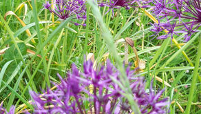 WEEKLY SATURDAY CLEAN UPS - RETURNING THIS WEEKEND: