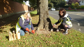 Snowdrop Walk on Auburn Avenue