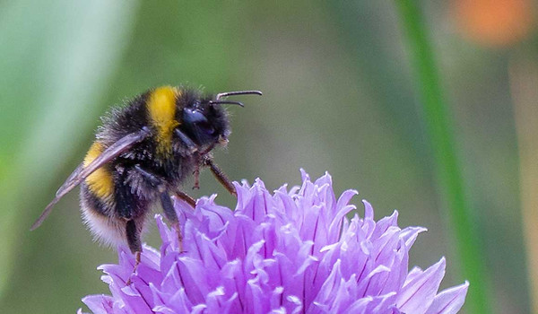 bee on chive.jpg