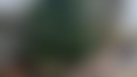 The Christmas tree is up in the Village!