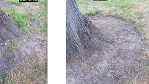 Weekly Saturday Clean Up - 6/6/20