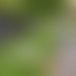 Fairhaven and Phoenix Park Racecourse