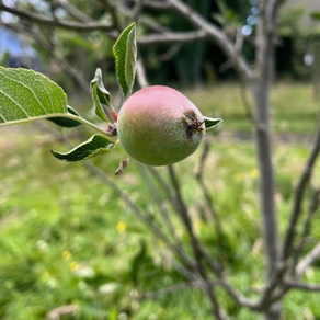 1,000+ Tree planting project update