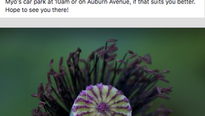 Why not poppy along?