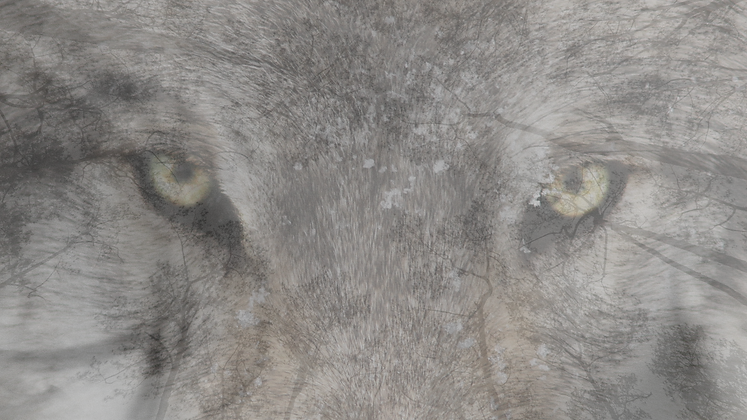 wolftrees.png