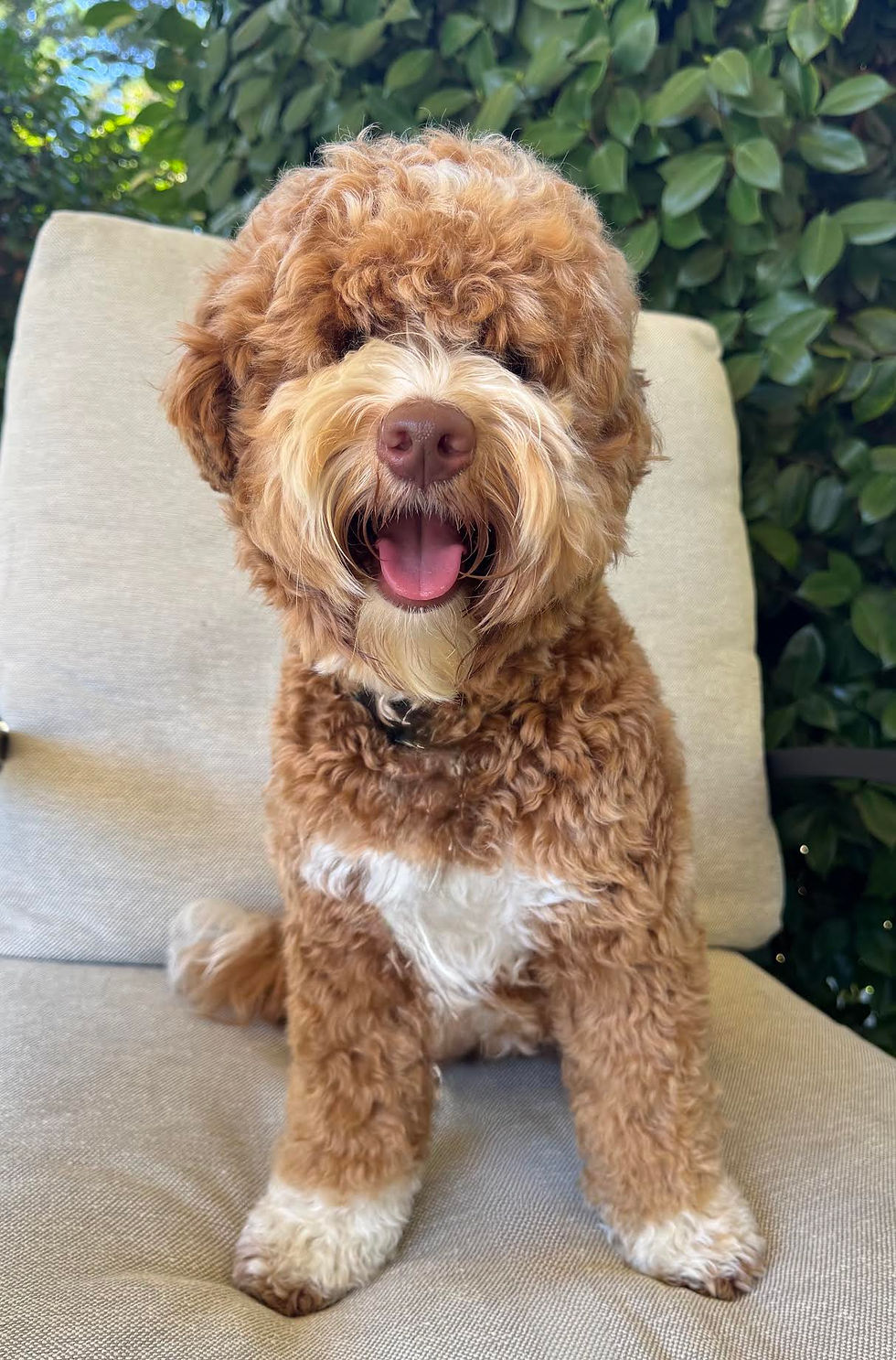 Brookside's caramel with white markings Australian Labradoodle female sitting on patio chair outside