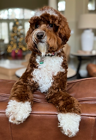 red and white female Australian Labradoodle sitting on back of couch