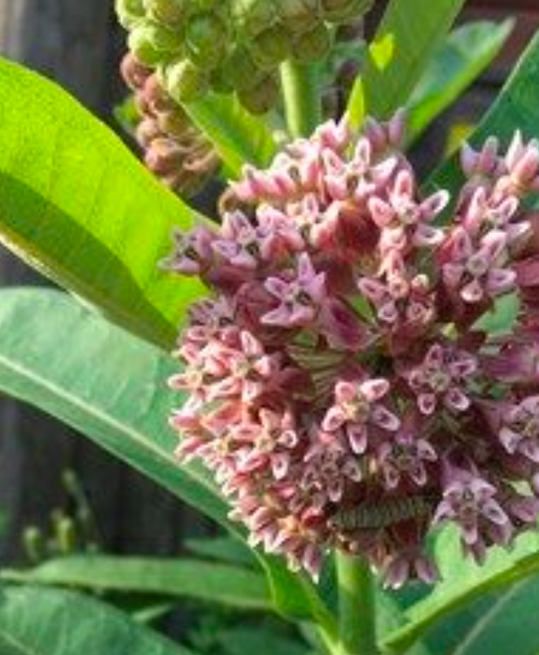Common Milkweed